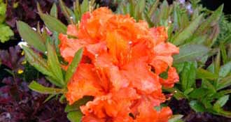 Flower nursery at Satsop Landscaping & Nursery in Elma, WA.